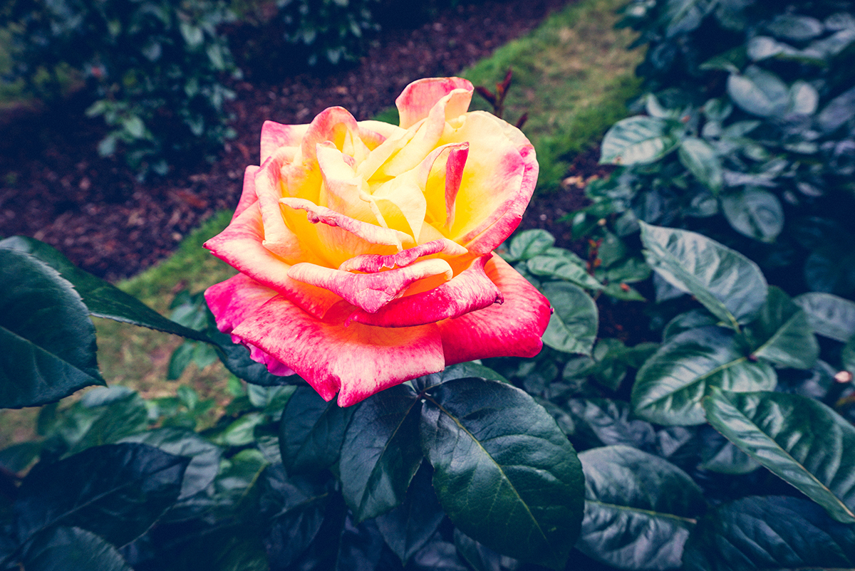 A walk through Portland Japanese Garden | BananaBloom.com