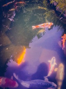 A walk through Portland Japanese Garden | BananaBloom.com